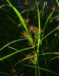 Cyperus rotundus